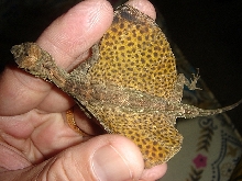 Draco Spilopterus Weigmann-2