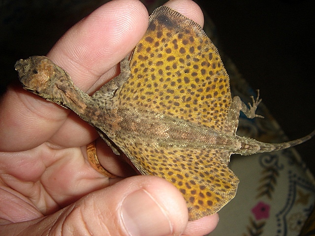 Draco Spilopterus Weigmann-2