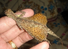 Draco Spilopterus Weigmann-3