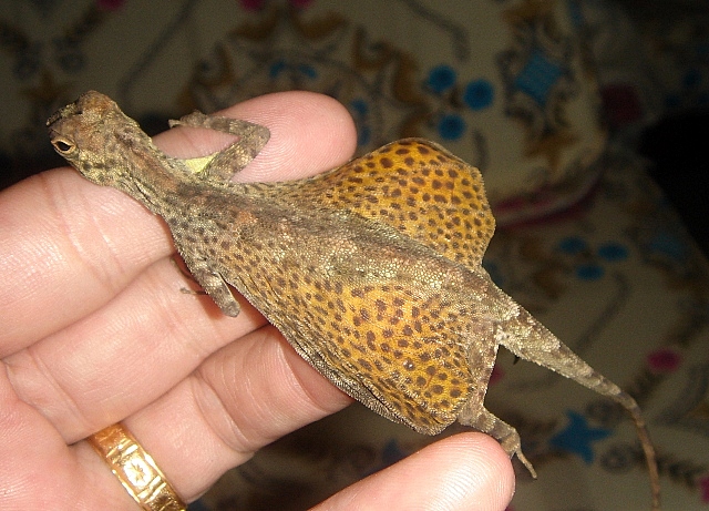 Draco Spilopterus Weigmann-3