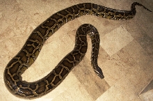 Female Burm