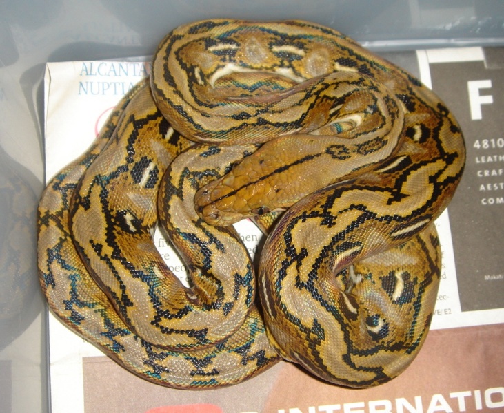 Mayumi