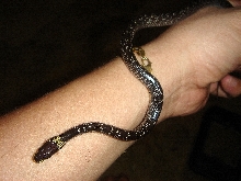 Lycodon Caponicus