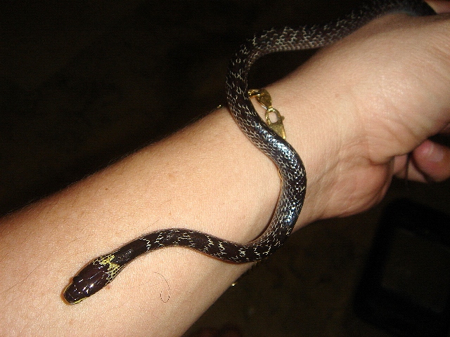 Lycodon Caponicus