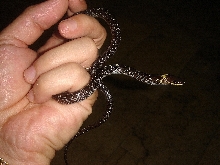 Lycodon Caponicus