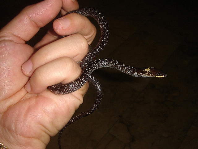 Lycodon Caponicus