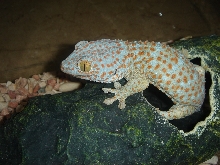 Gecko gekko-2