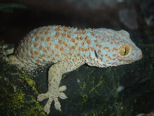Gecko gekko-1