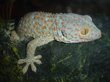Gecko gekko-3