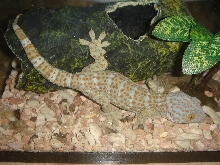 Gecko gekko-4