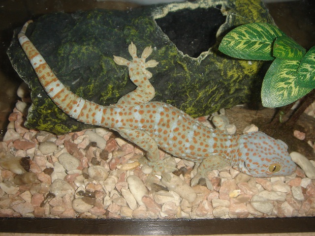 Gecko gekko-4