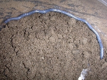 Ramphotyphlops Cumingii-1