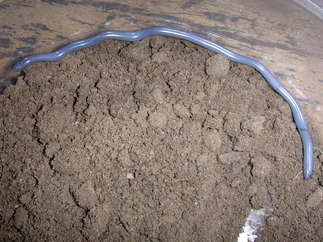 Ramphotyphlops Cumingii-1