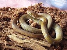 Elaphe Erythrura Philippina
