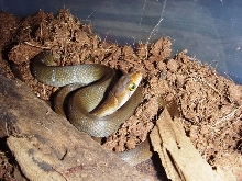 Elaphe Erythrura Philippina-2
