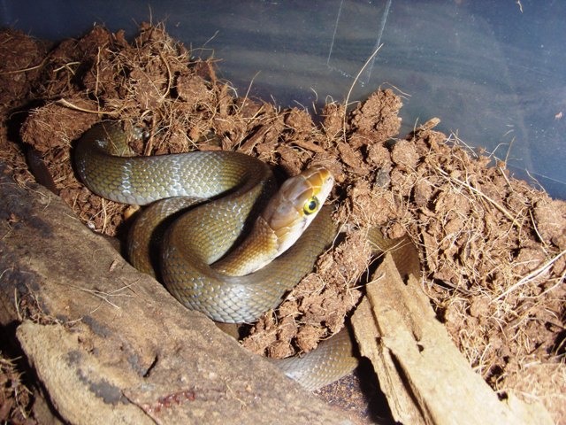 Elaphe Erythrura Philippina-2
