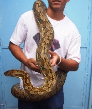 Sadik