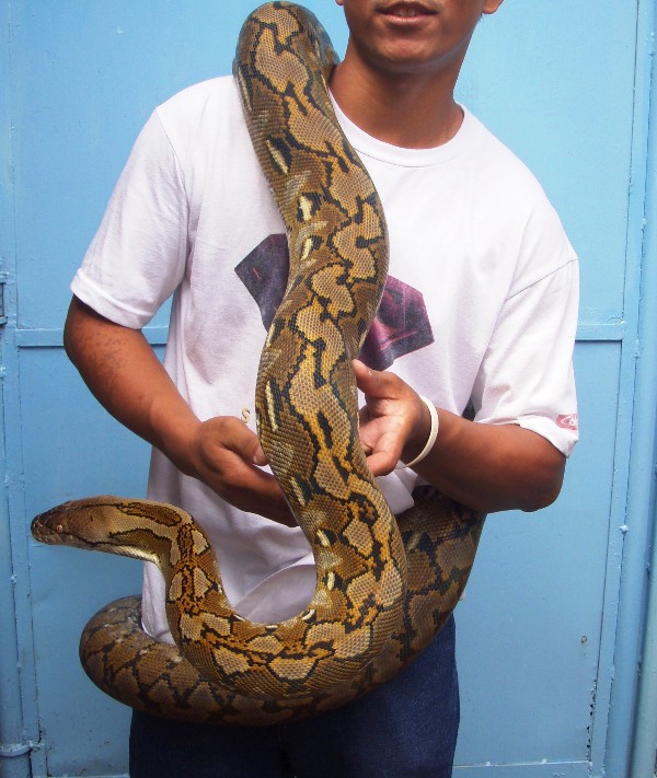 Sadik