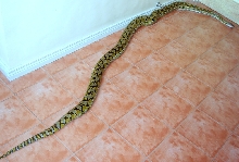 Philippine Retic (male)