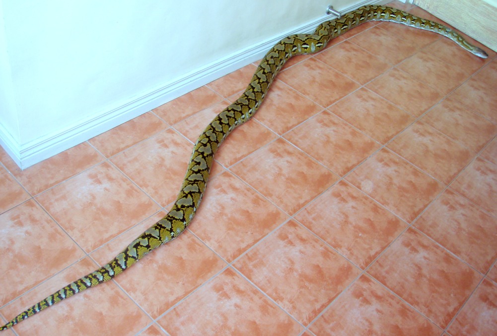 Philippine Retic (male)