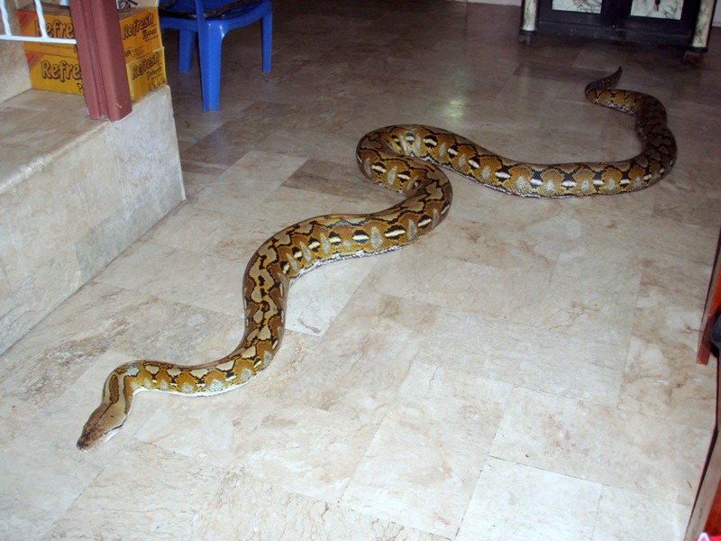 Sadik