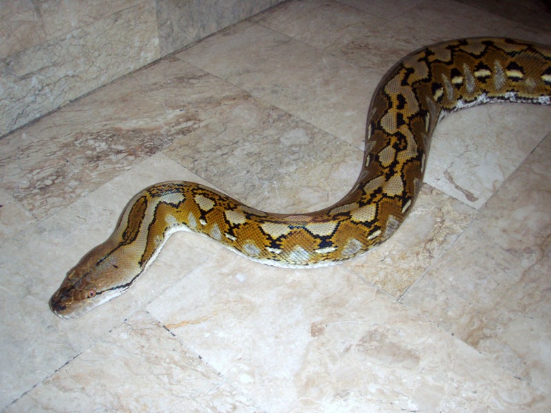 Sadik