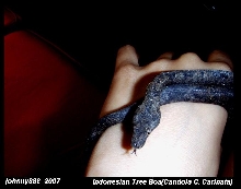 Indonesian tree boa
