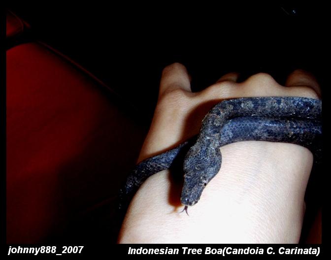 Indonesian tree boa
