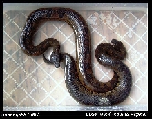 Viper boa