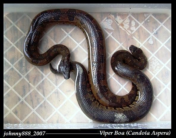 Viper boa
