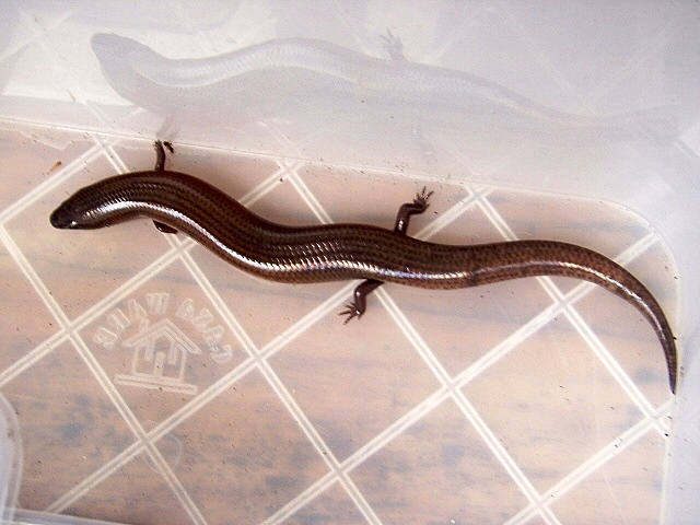 Brachymeles Gracilis