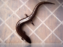 Brachymeles Gracilis