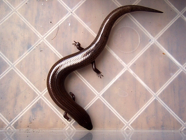 Brachymeles Gracilis