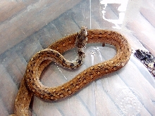 Rhabdophis Spilogaster
