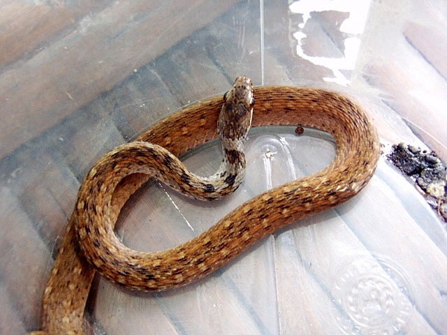 Rhabdophis Spilogaster