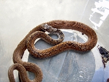 Rhabdophis Spilogaster
