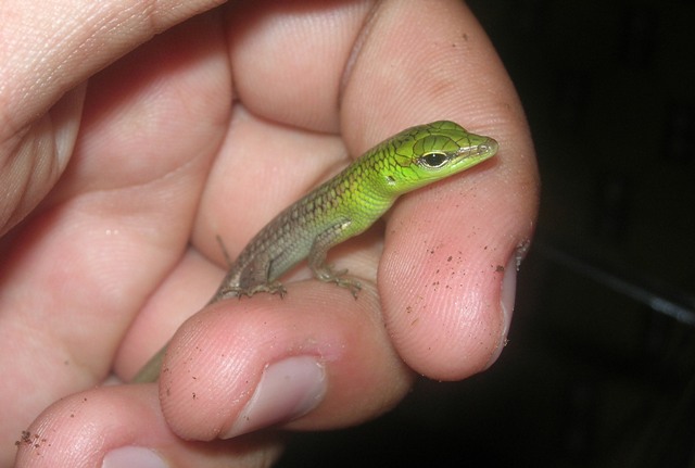 Dasia Smaragdina-2