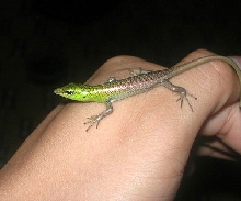 Dasia Smaragdina-1