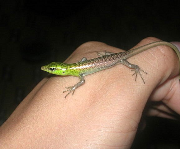 Dasia Smaragdina-1