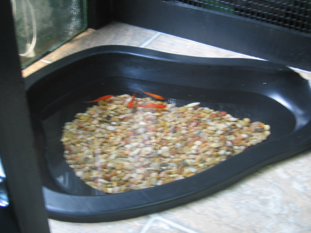 Pond in Iguana Cage...