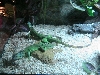 The duo laying on the rock...
