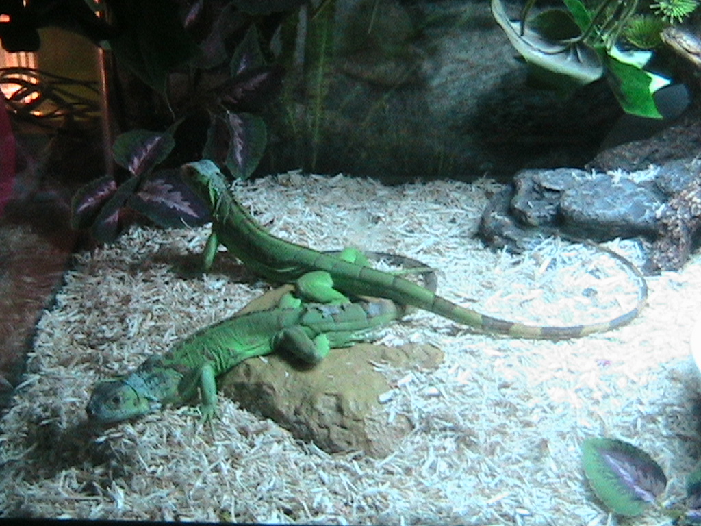 The duo laying on the rock...