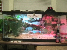 The Iguana Cage