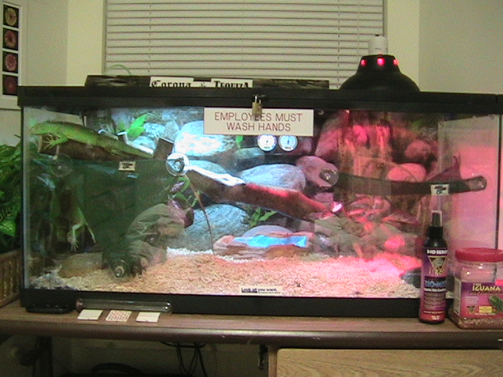 The Iguana Cage