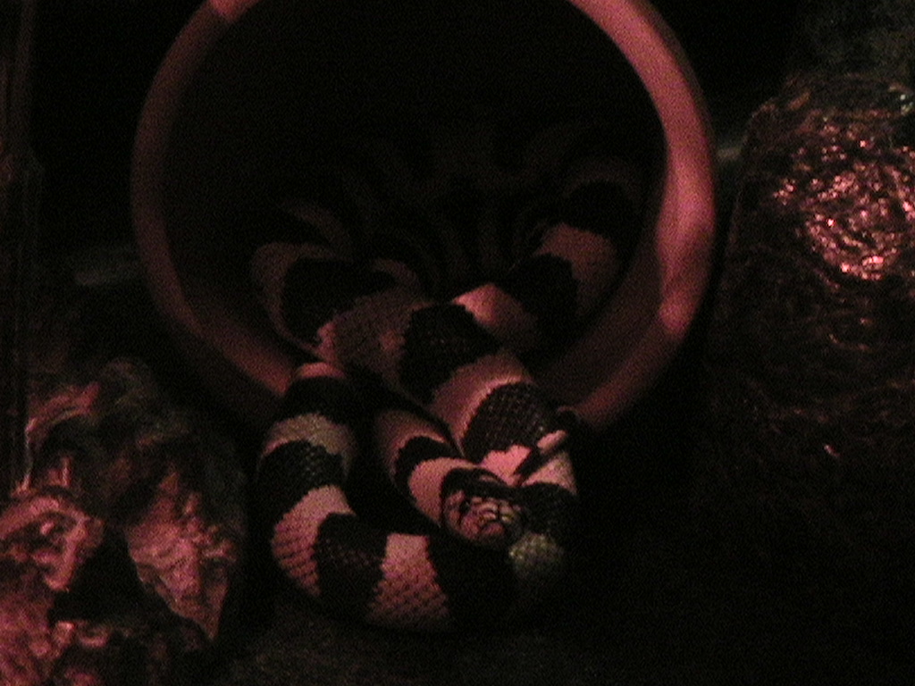 He's Hiding...