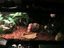 Kingsnake Cage