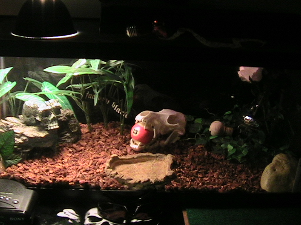 Kingsnake Cage