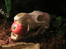 Kingsnake cage center piece....