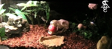 cage setup