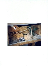 BP (Python regius)